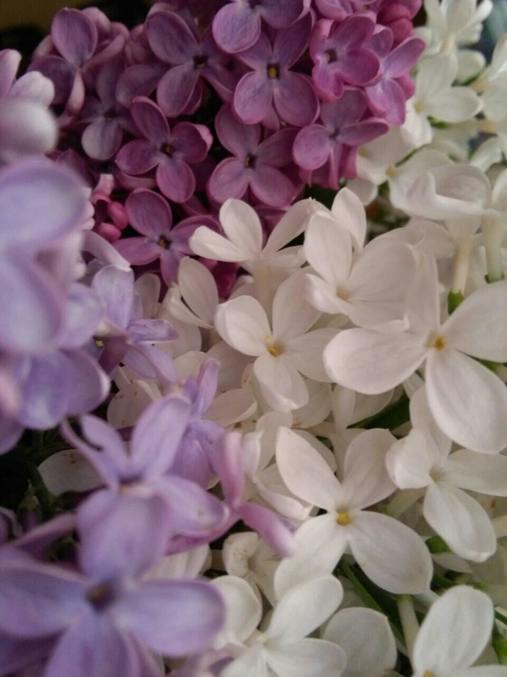 white flowers