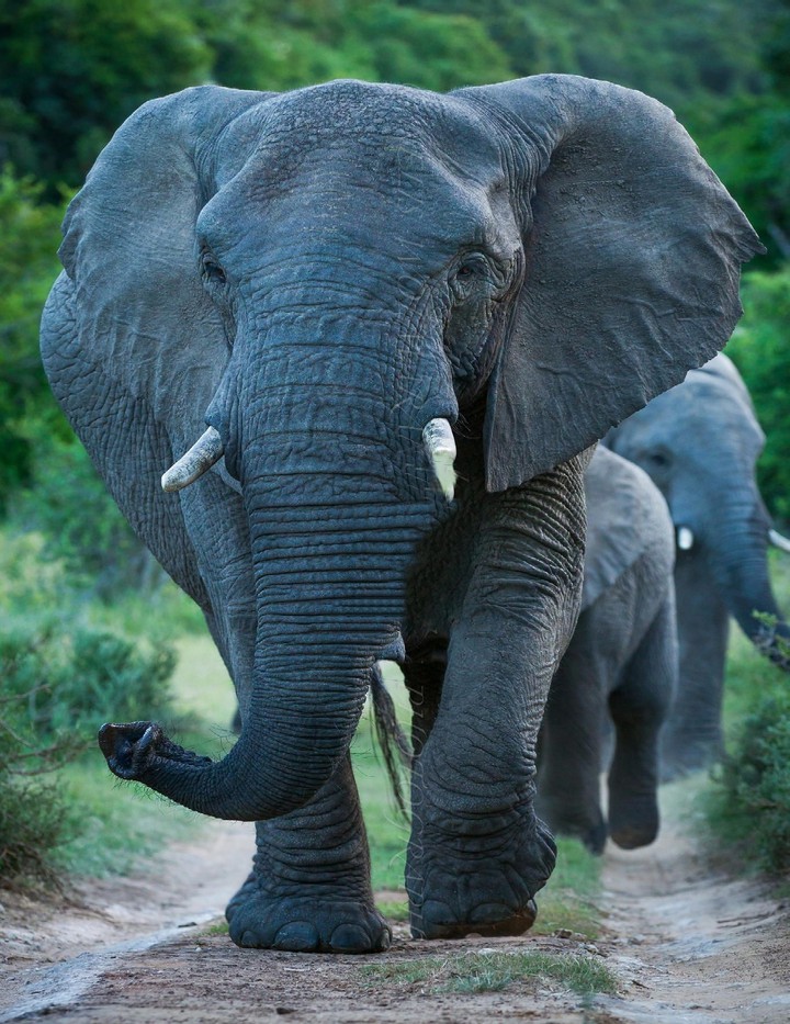 Big Matriarch out Front