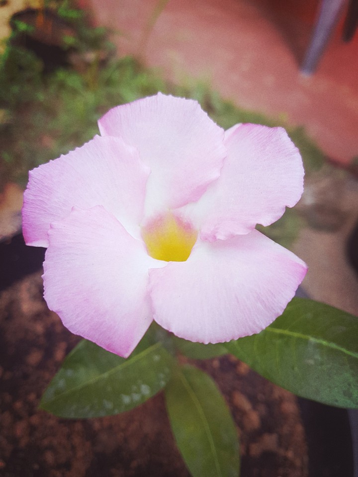 lily shaydu flower