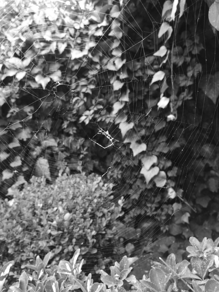 spider web