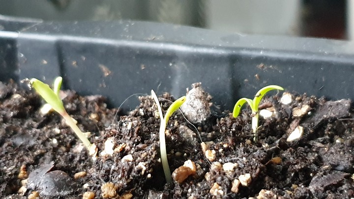 baby marigolds