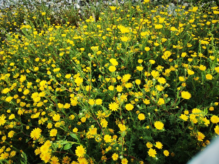 Yellow flowers