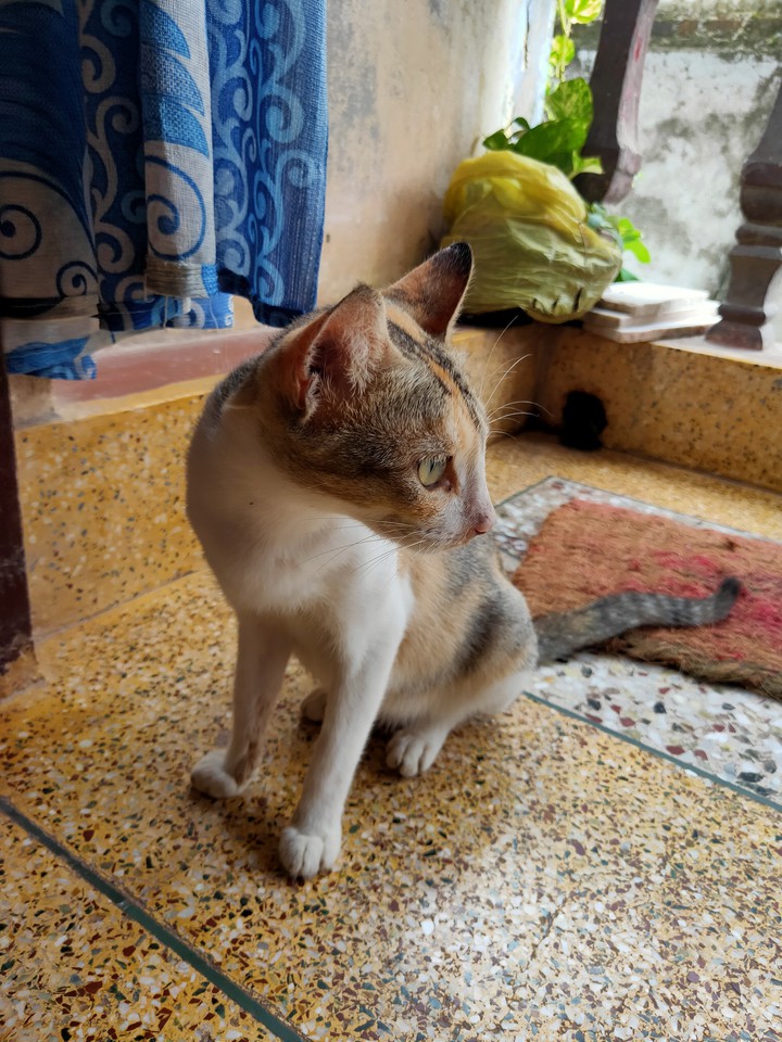 cat
