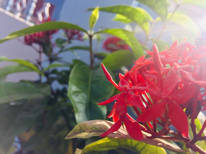 flowers