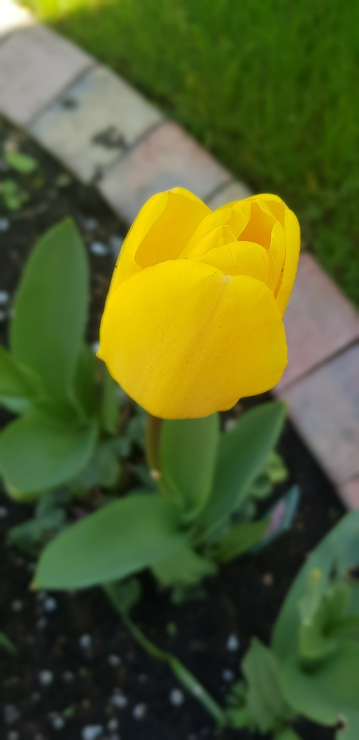 beauty at its peak