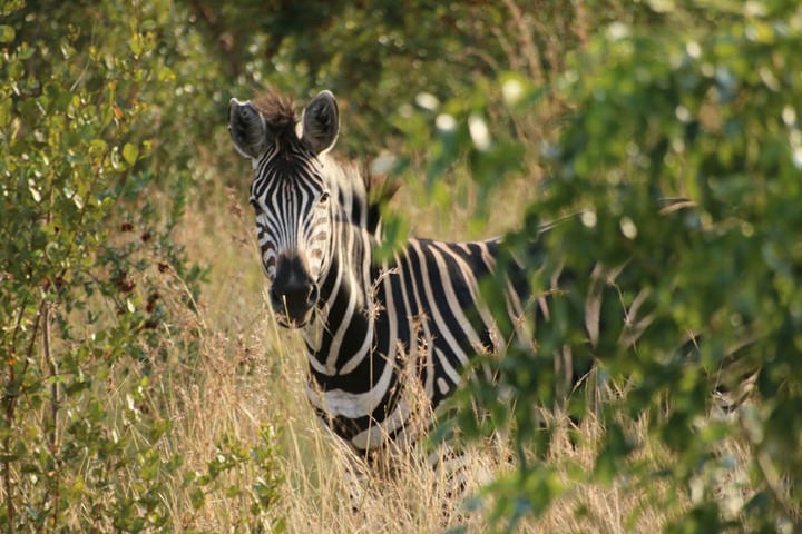 zebra.