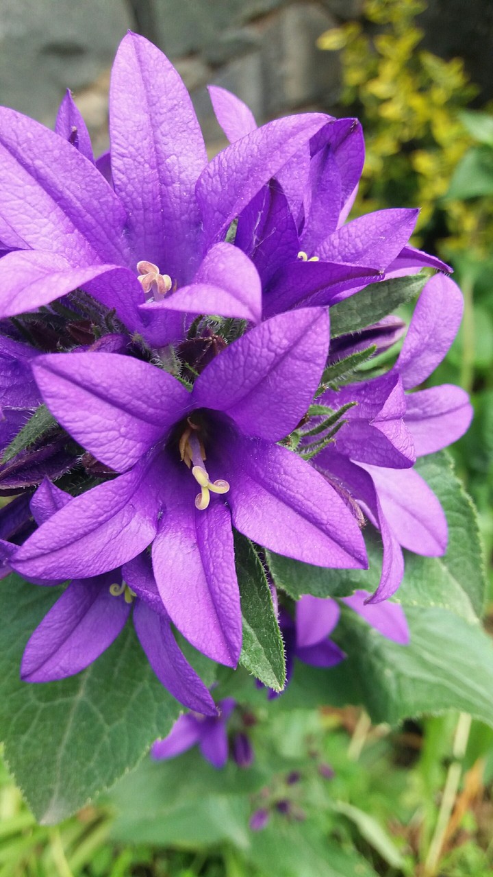 #purple Photo: ♡♡ #Me ♡♡ #EarthLover