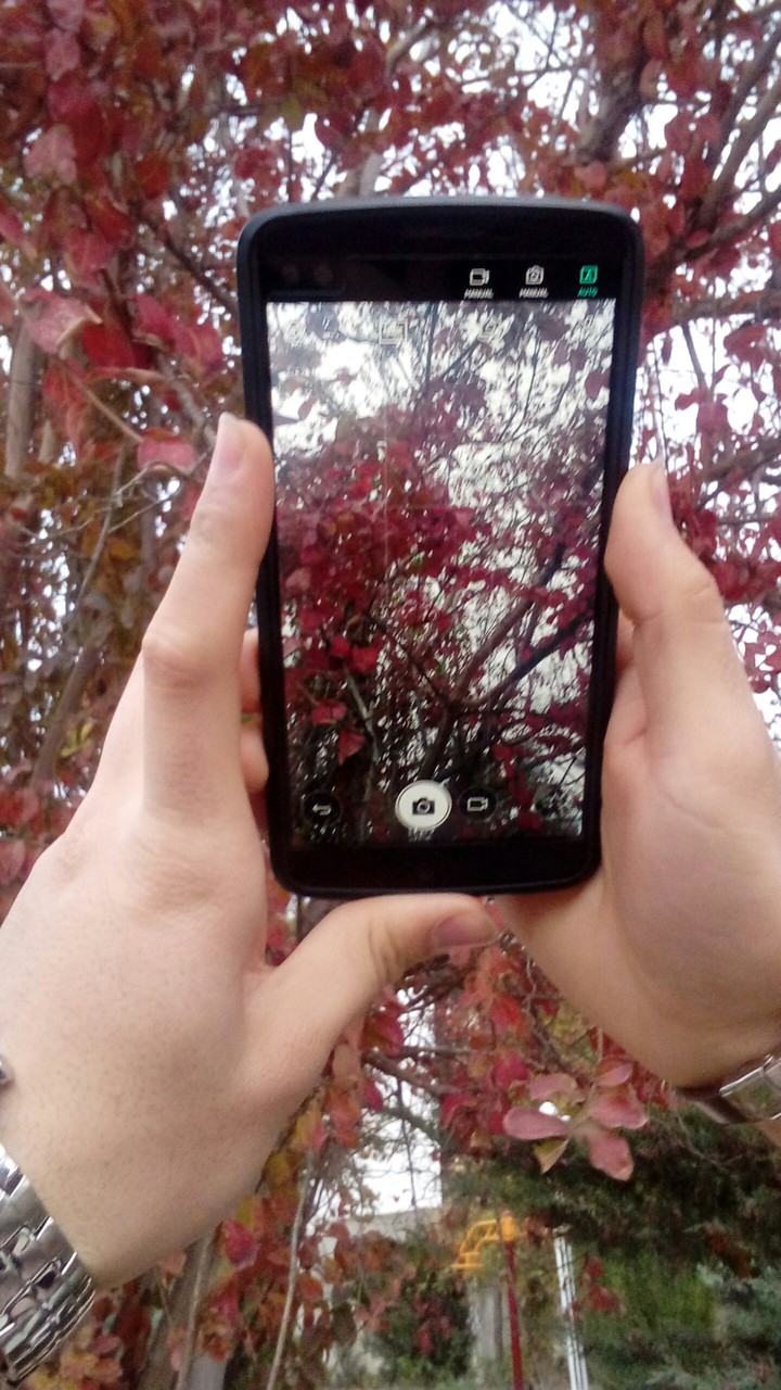 a screen capturing tree