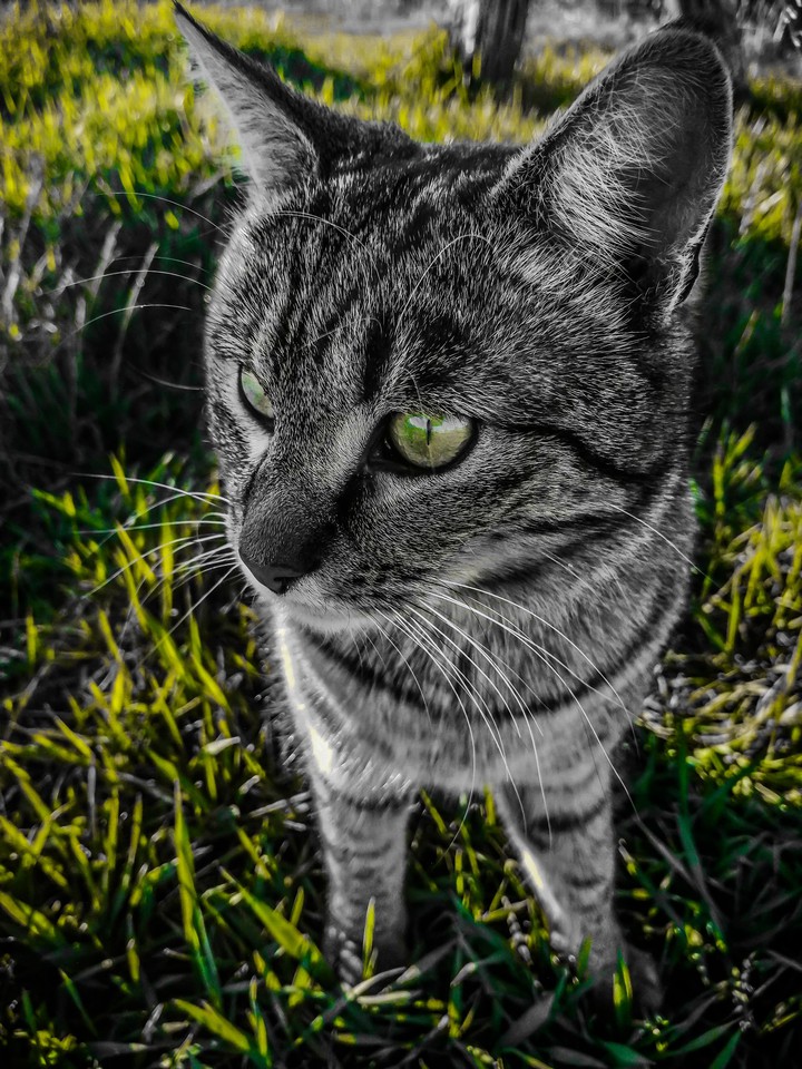cat and green
