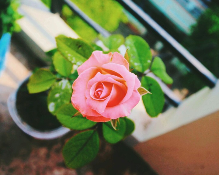Essence Of Nature