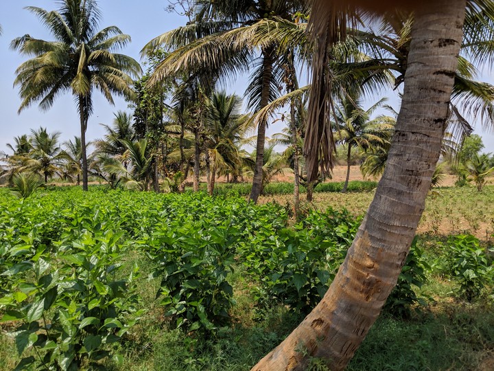 Coconut