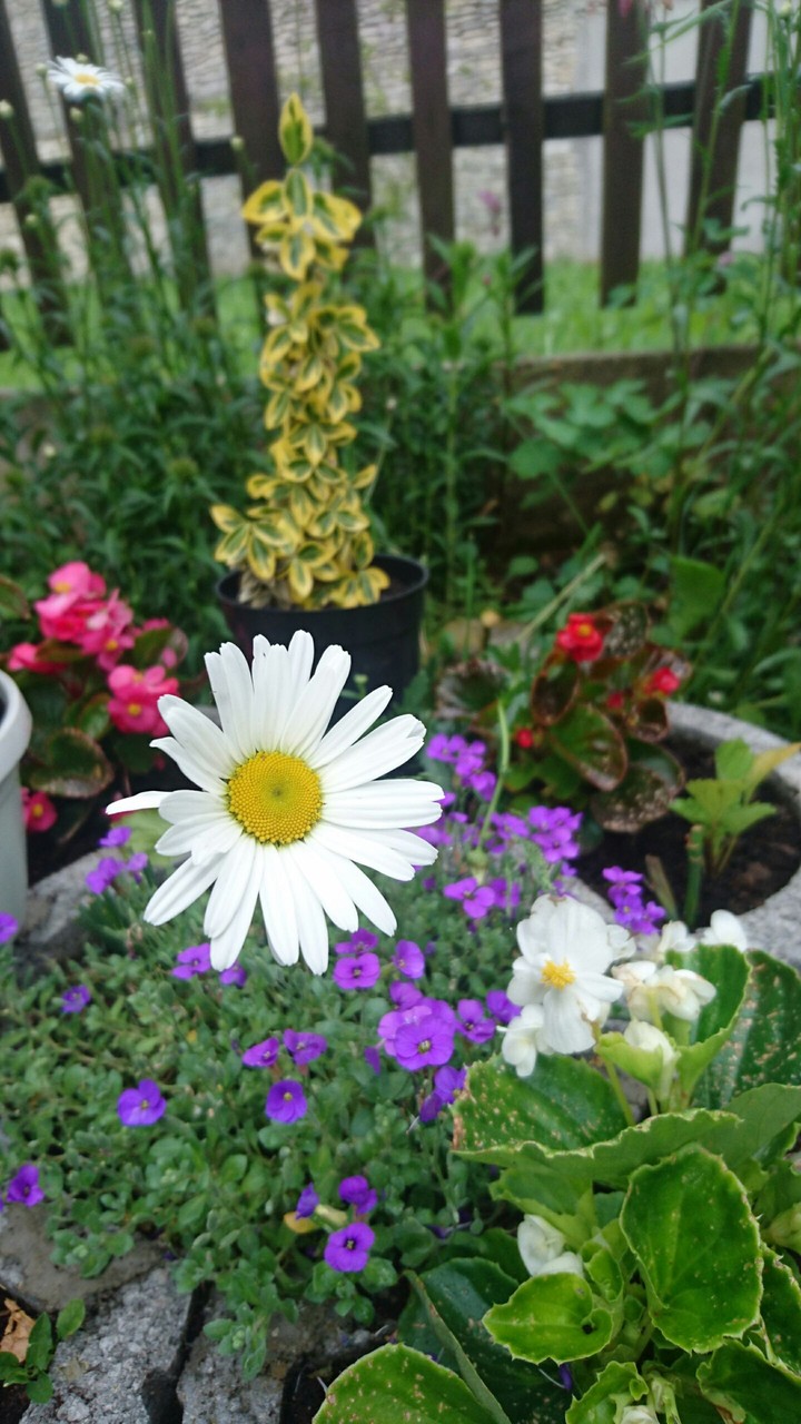 Flowers