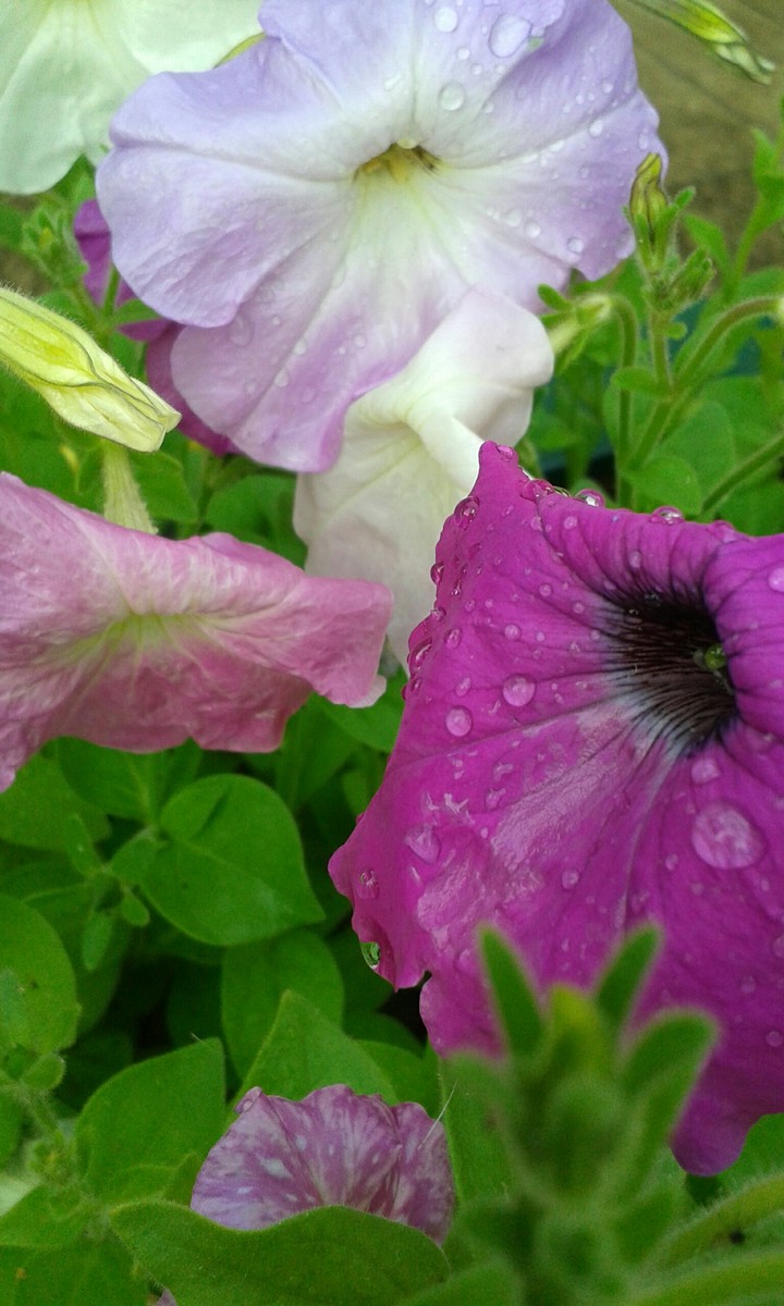 Summer rain.