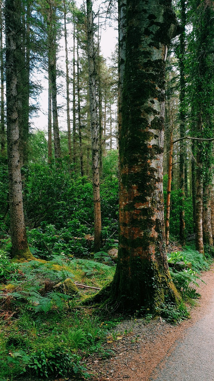 trees in the forest