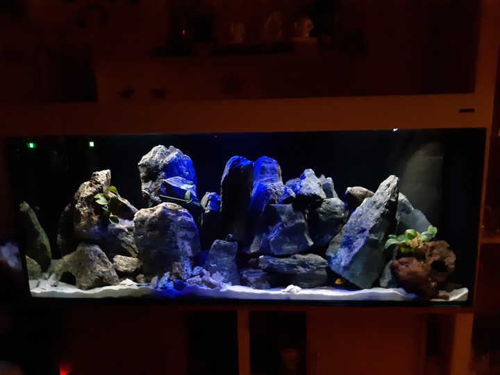 450 Liter Aquarium Malawi