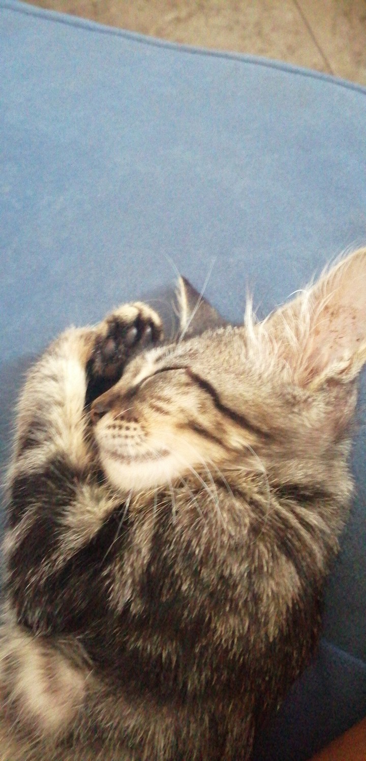 durmiendo