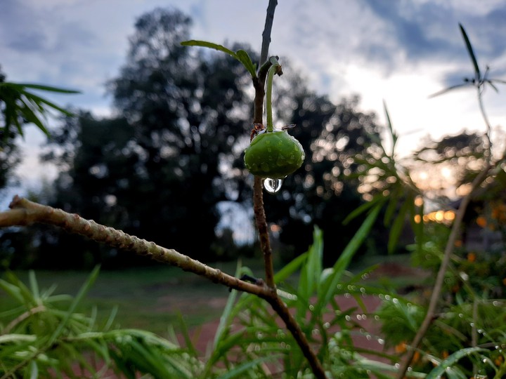 flower