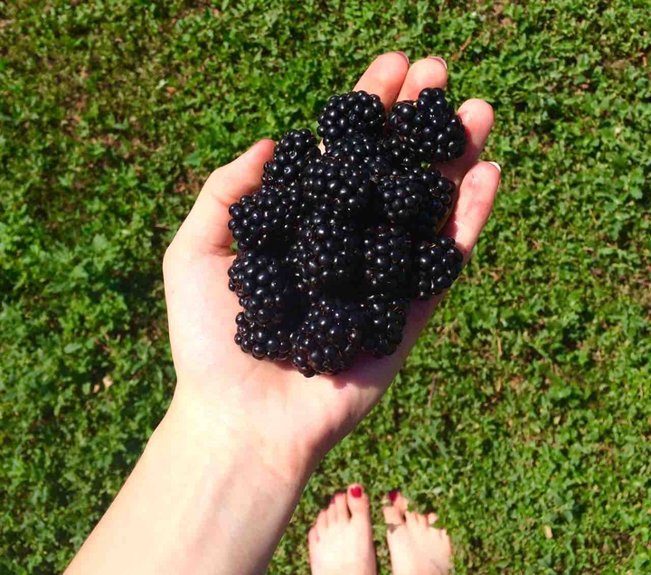 blackberries