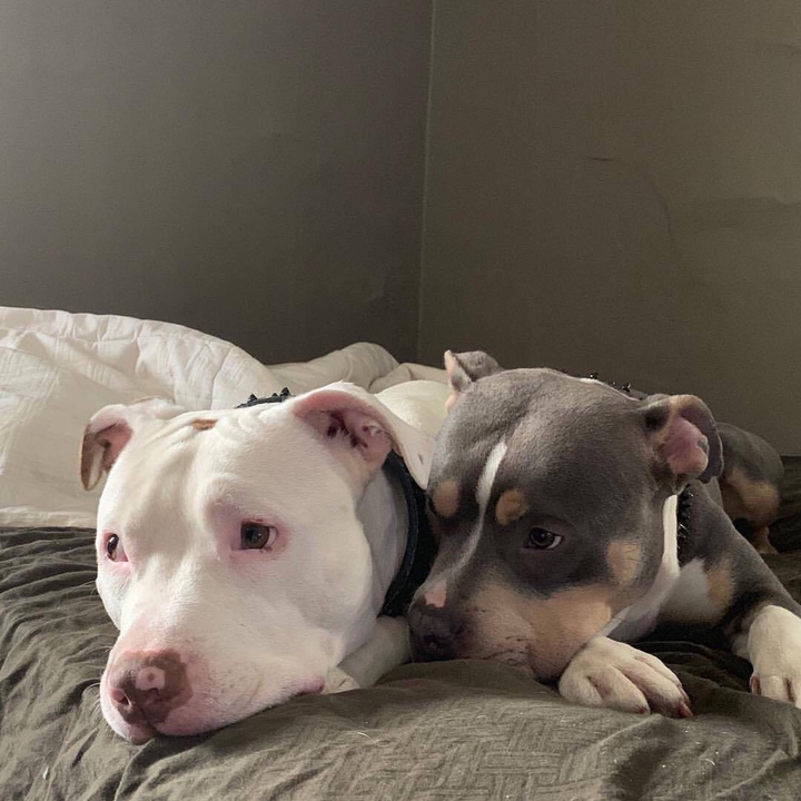 dog's