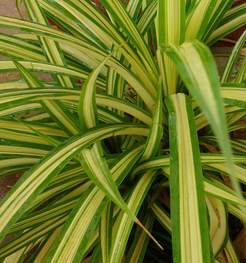Nature's Shades of green