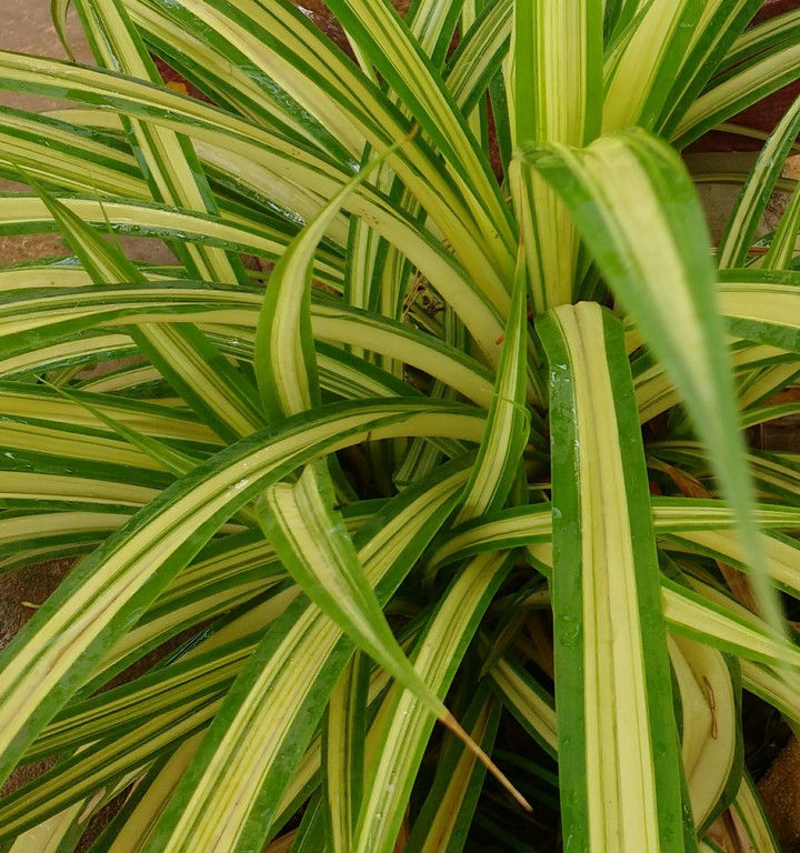 Nature's Shades of green