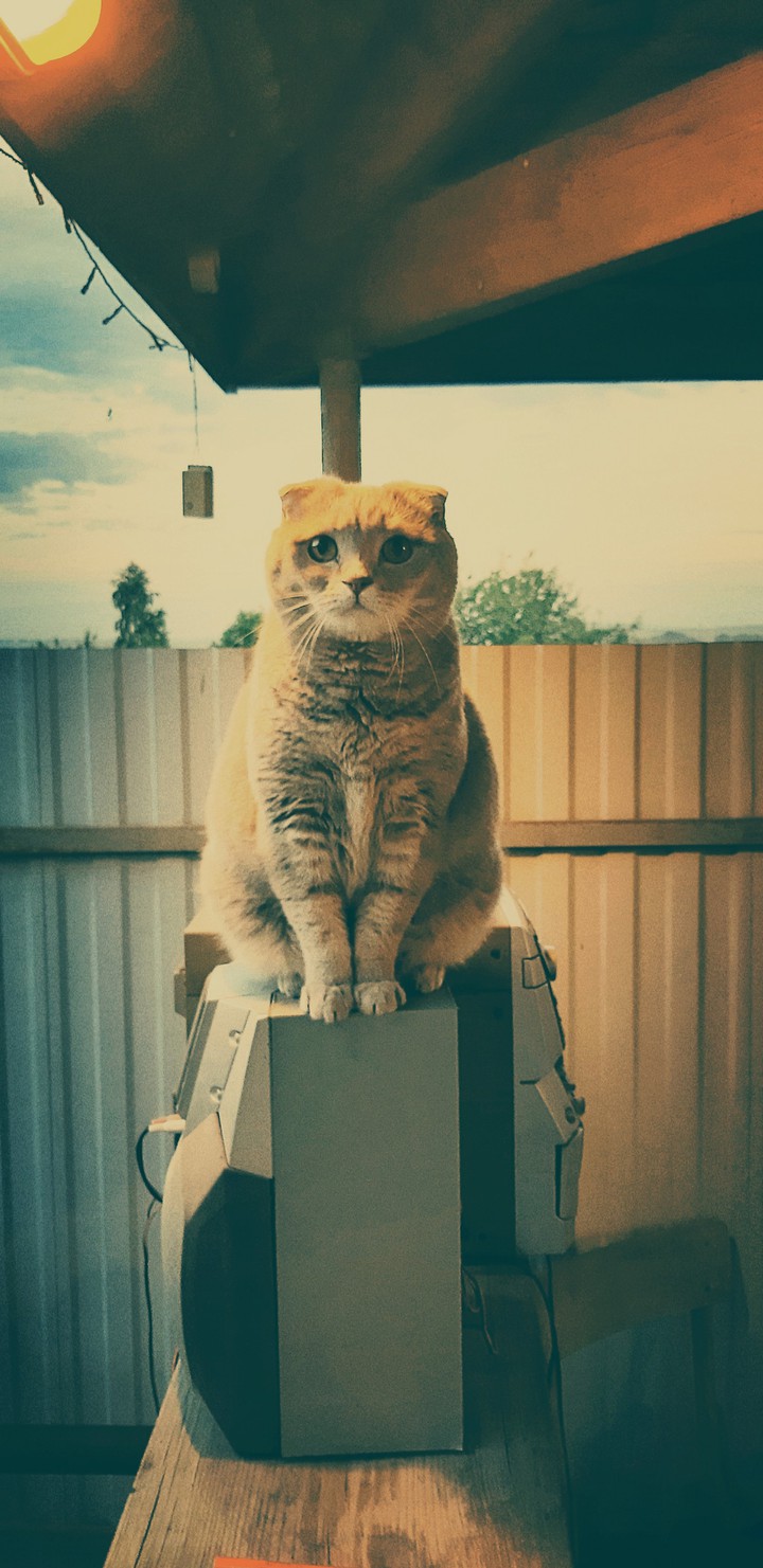 котейка