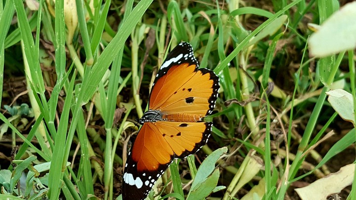 Beauty and Its Wings