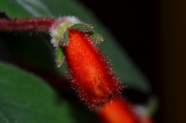 flower macro