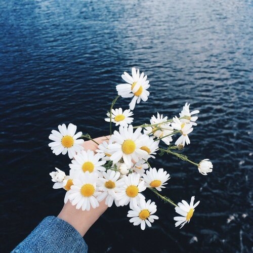chamomile