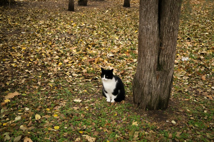 кот в раздумьях