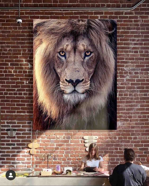 Adoro un leone
