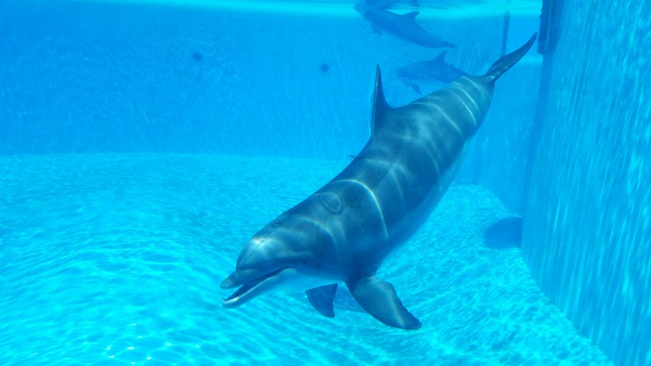 Swim