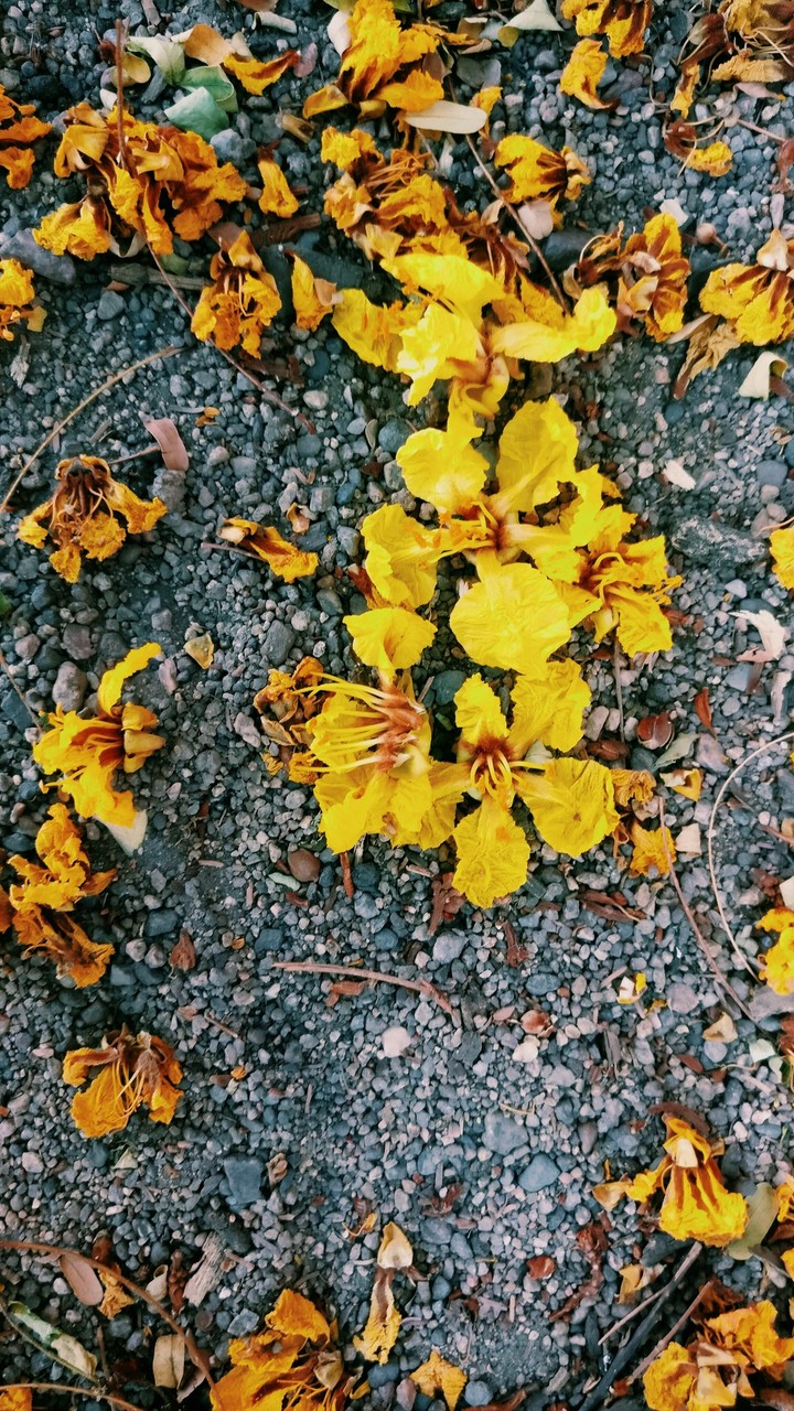 yellow flowers