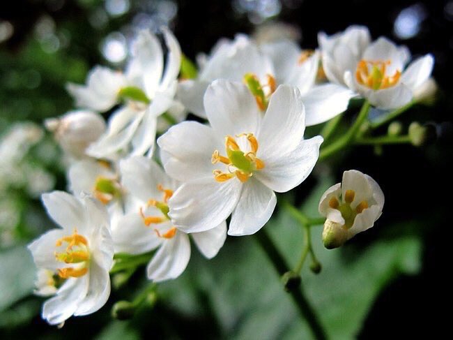 flowers
