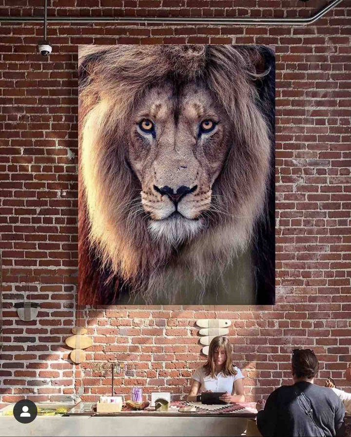 Adoro un leone
