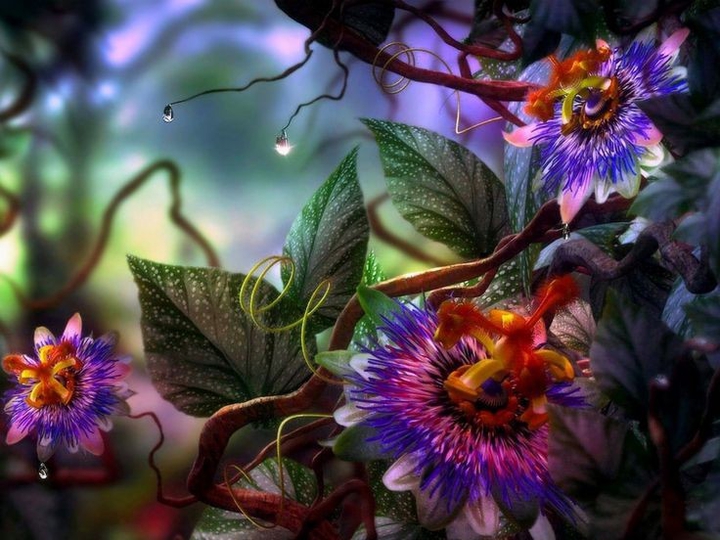 Passion flower