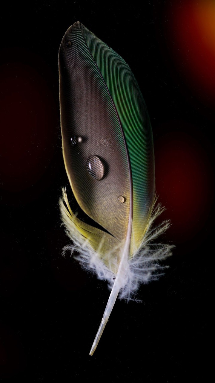 Feather