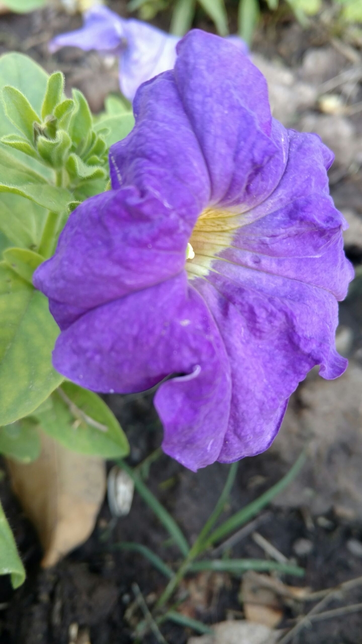 Violeta