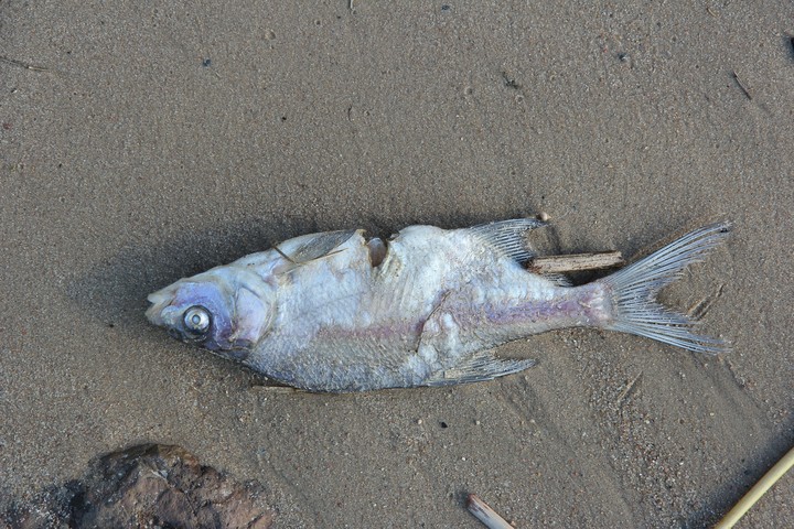 fish))