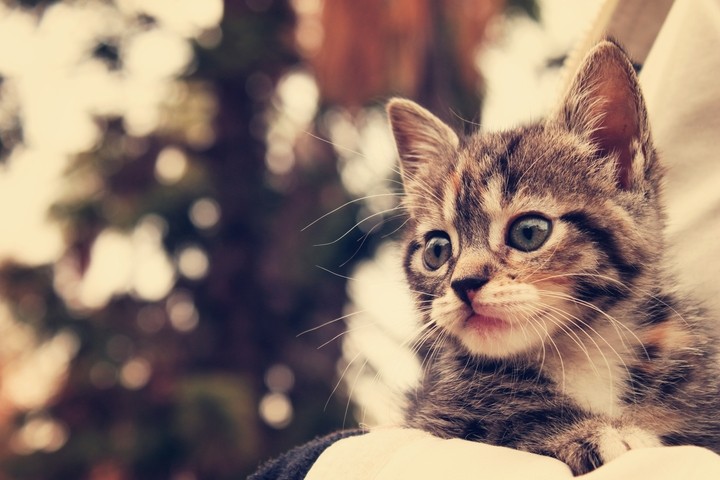 고양이
