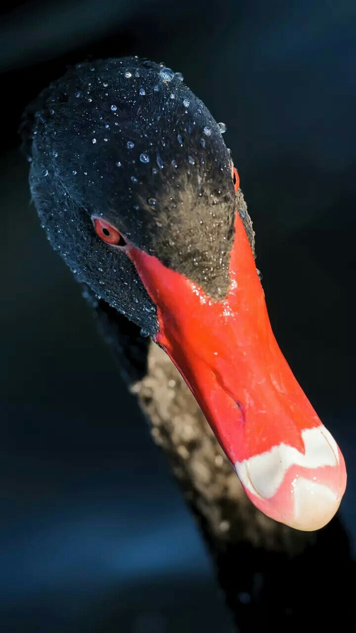 bird