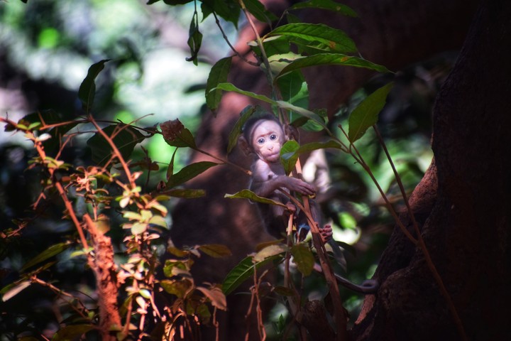 monkey baby