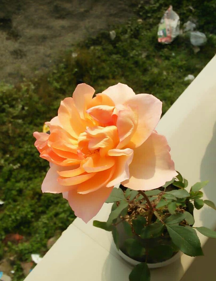 Flower ??