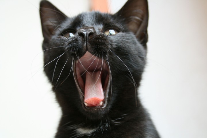 Cat Katze