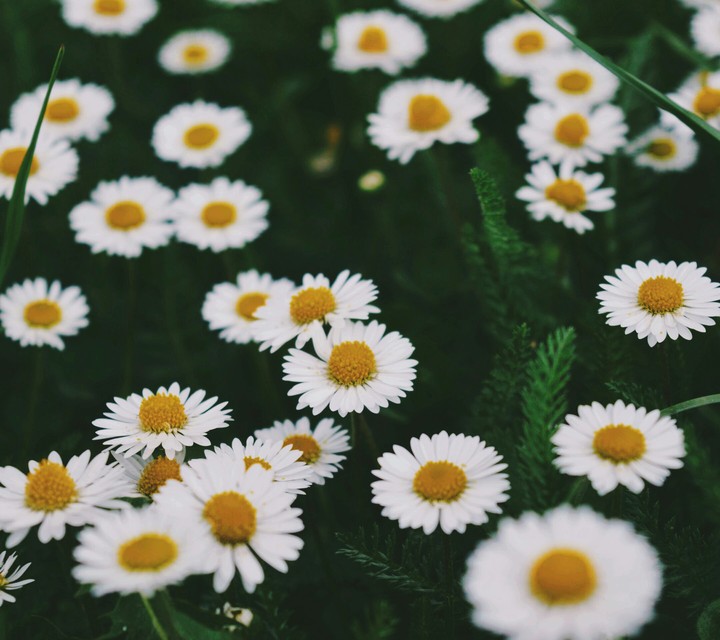 simple yet pretty