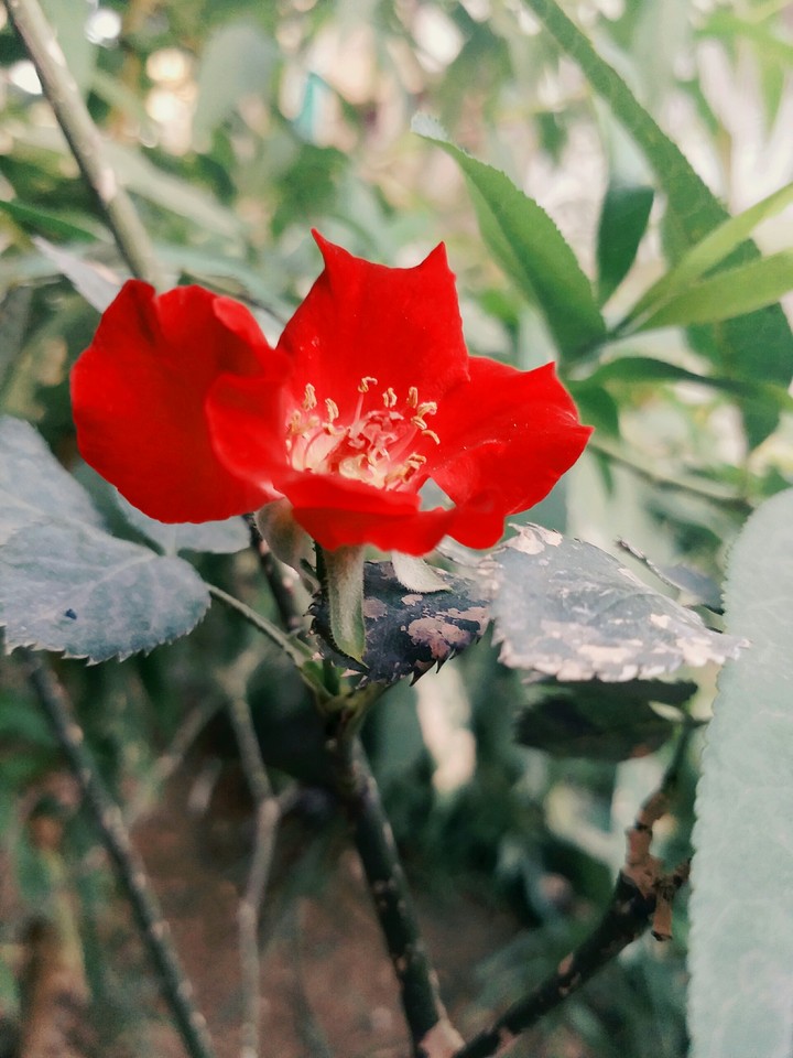 Red rose