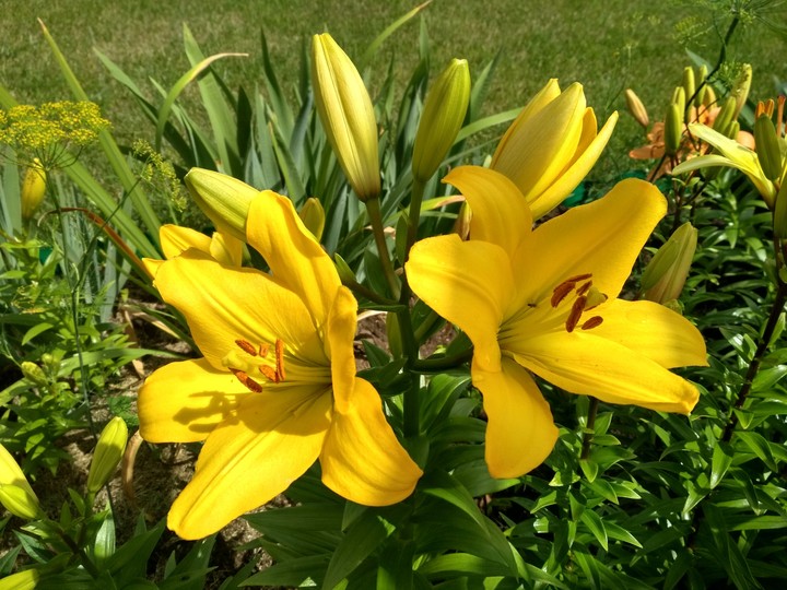 tiger lilies