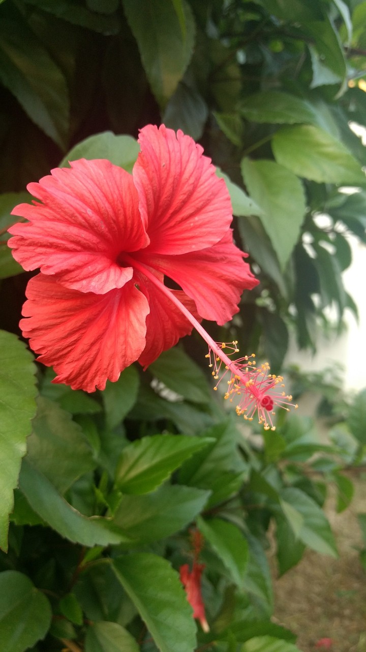 China Rose