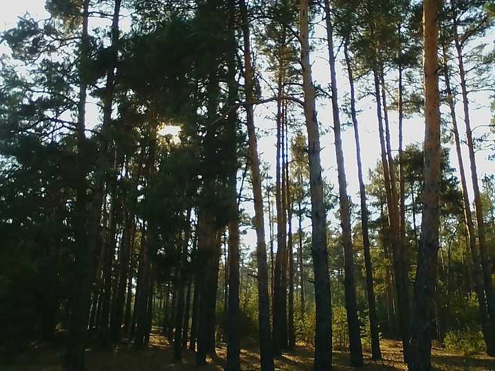 Forest