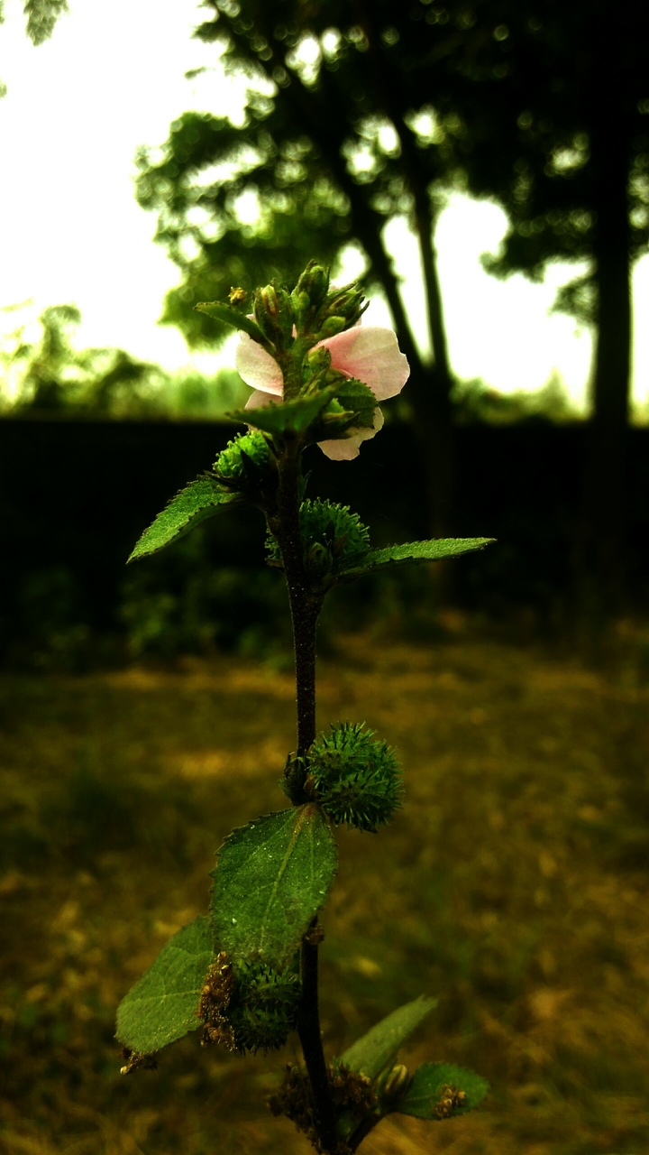 flower